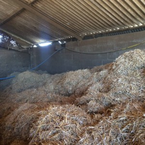 Straw cut down with the hay buster